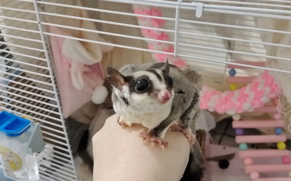 培养成年蜜袋鼯感情的第二周