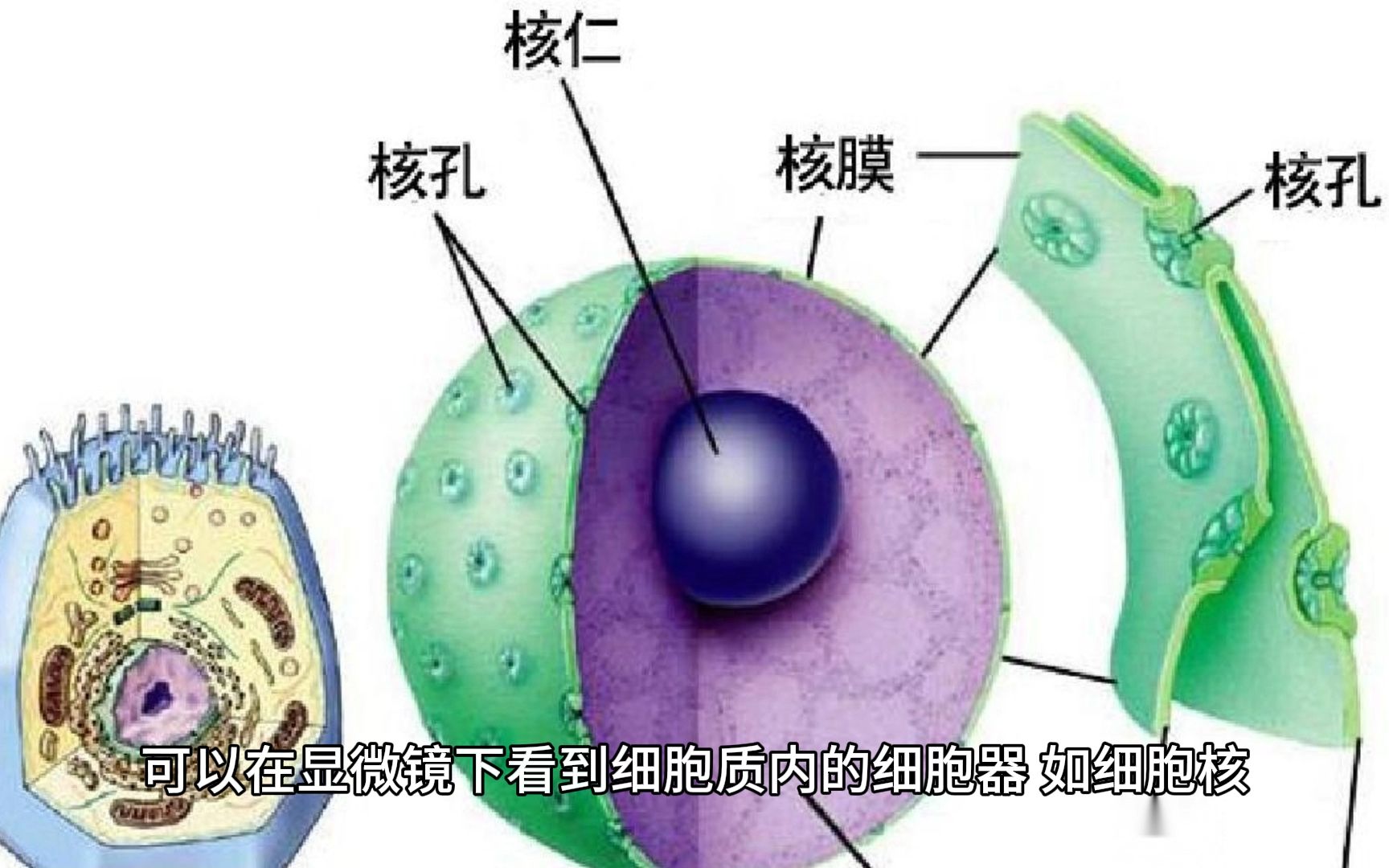 洋葱外表皮细胞结构图图片