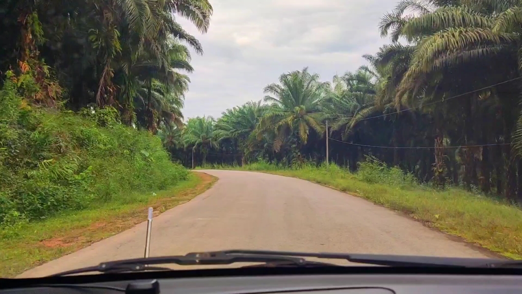 缅甸南部德林达依省的棕榈园