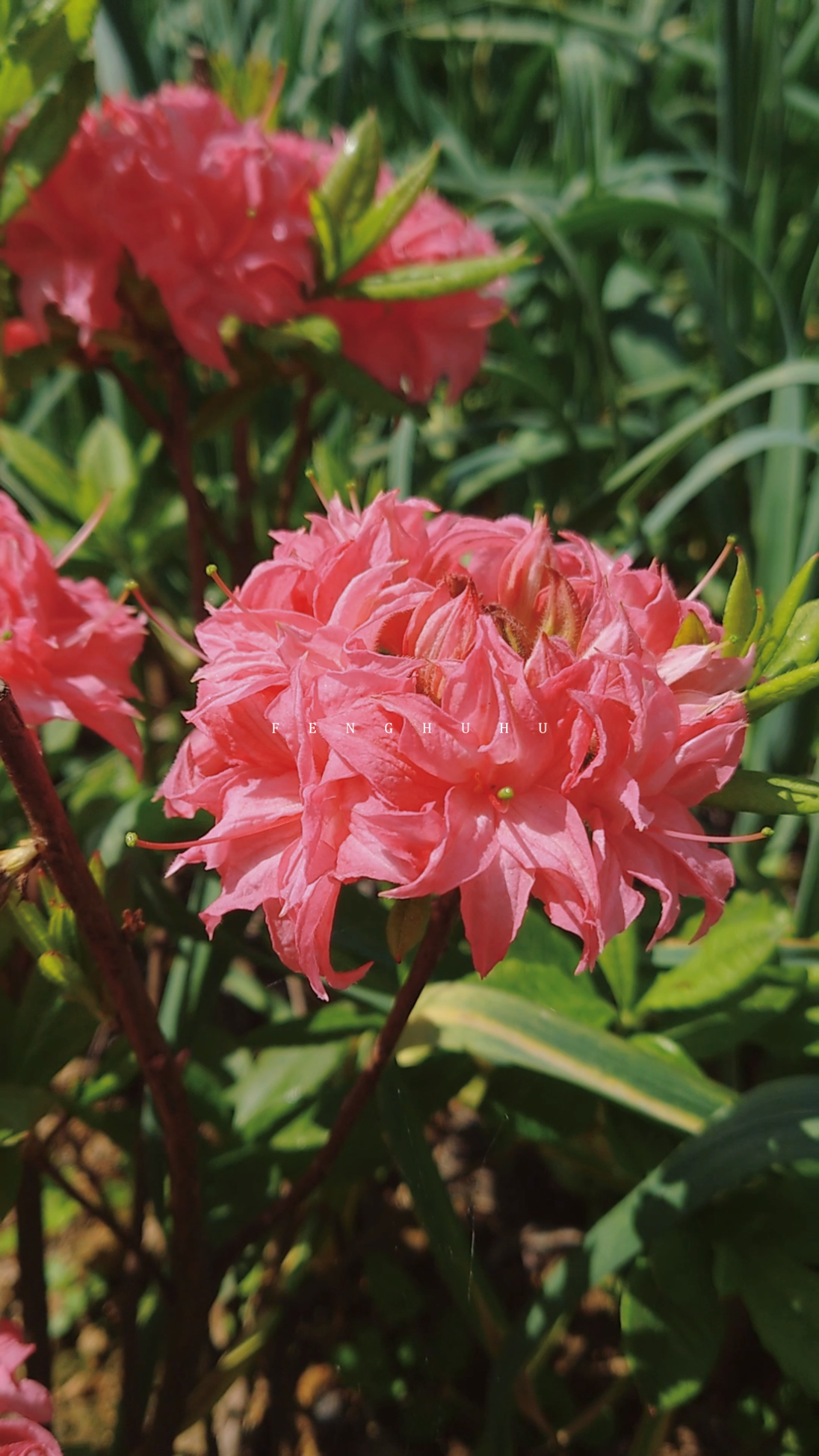 我的落叶杜鹃5个品种都开花了!你更喜欢我哪个品种呢?