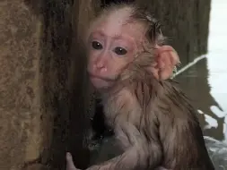 看到猴姐跑到池塘里高兴的玩耍  终于明白猴姐是喜欢刺激的猴宝 不喜欢安稳平静的生活