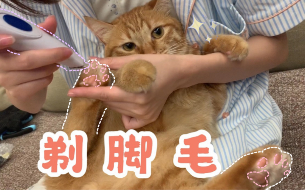 【juju】憨憨橘猫被剃脚毛哔哩哔哩bilibili