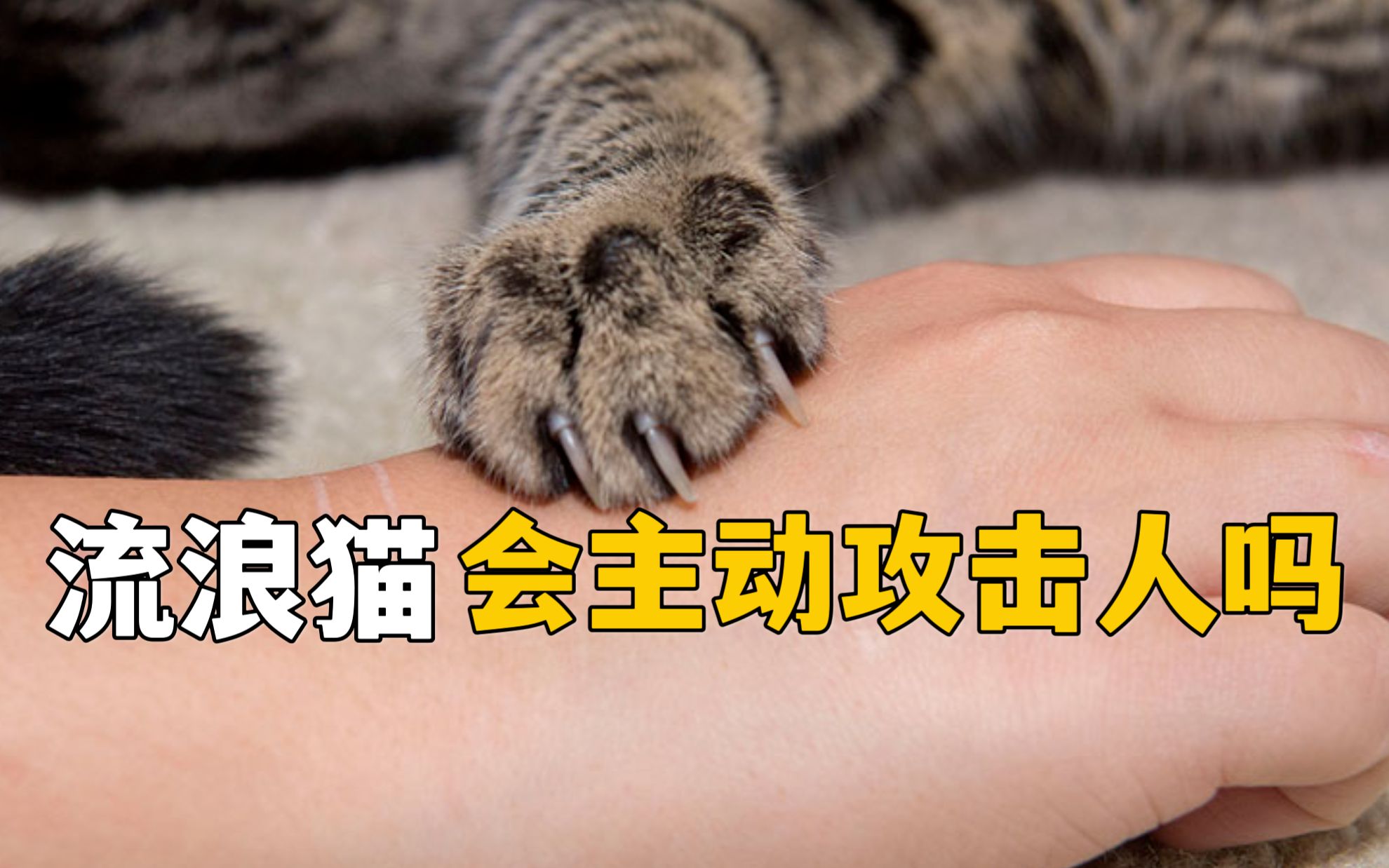 流浪猫,会主动攻击人吗?哔哩哔哩bilibili