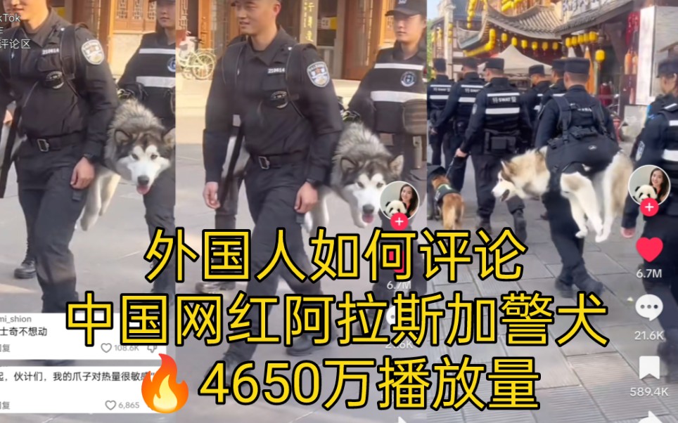 [图]TikTok中国网红阿拉斯加警犬爆火，4650万播放量