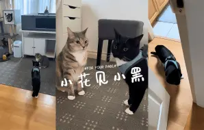 Download Video: 当啰嗦的小黑猫见到淡定的小花猫 💛🖤