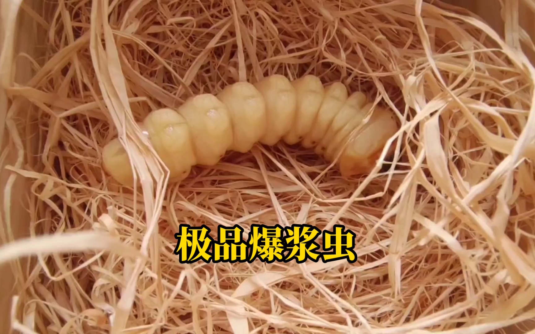 【萌宠】极品爆浆虫!