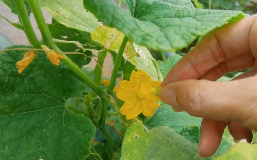 帮黄瓜人工授粉