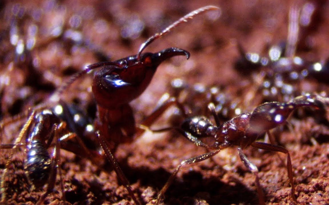 地下蚁国行军蚁图片
