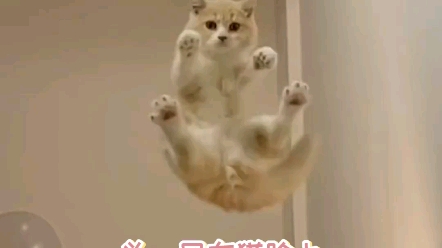 [图]猫咪变声期满脸的尴尬