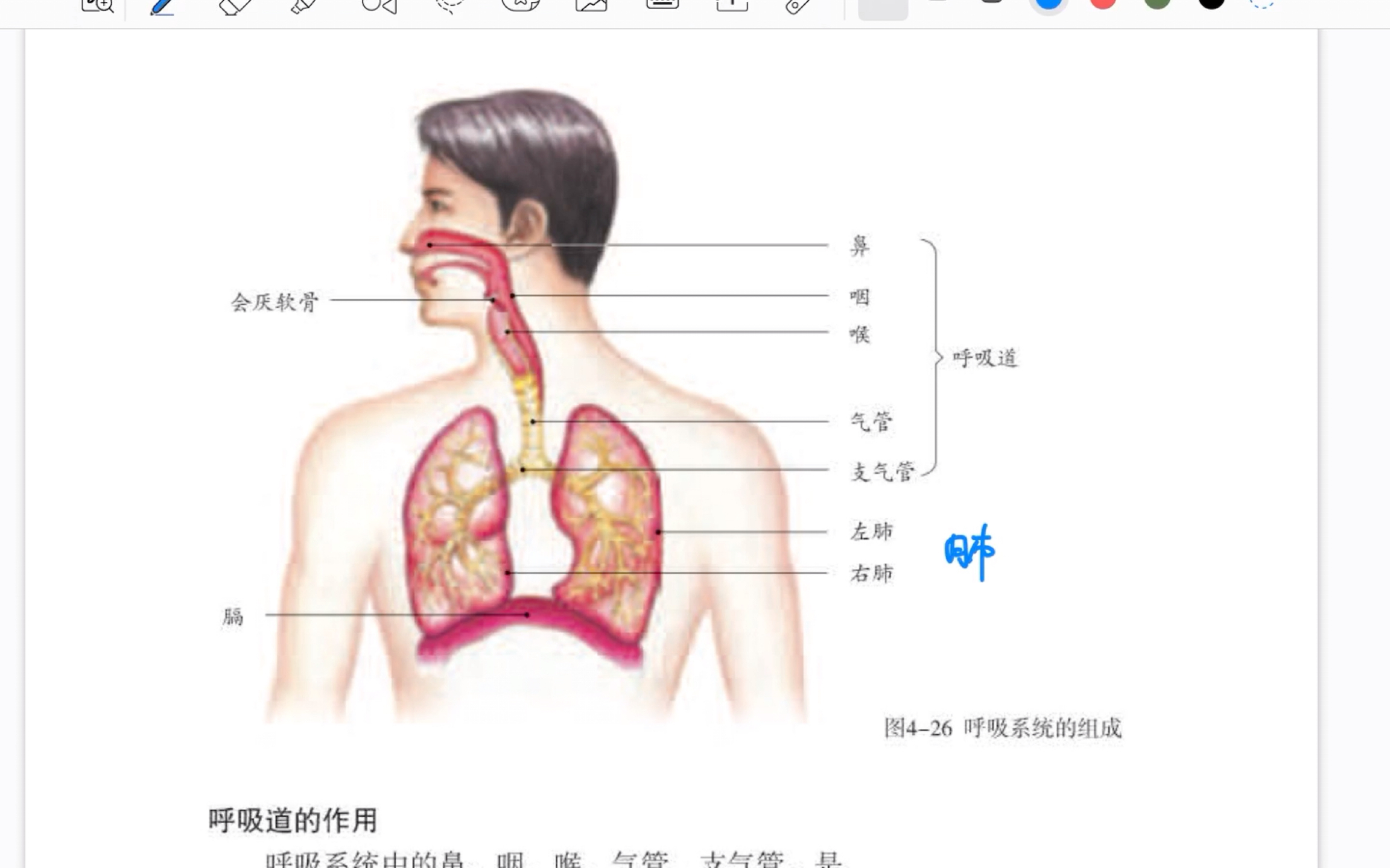 简单记忆《呼吸系统》初中生物七年级下册