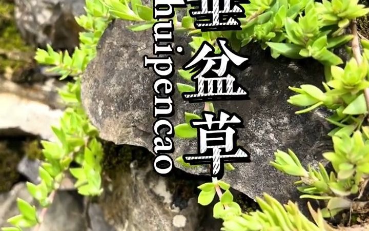 你知道这个也叫护肝草吗?哔哩哔哩bilibili