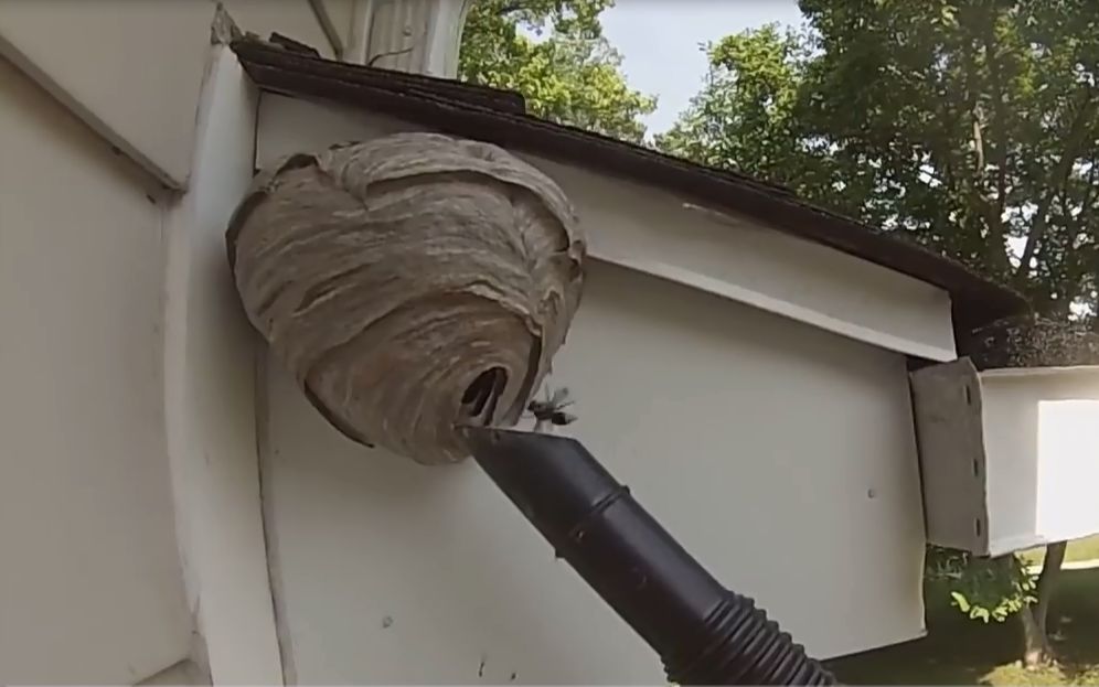 家门口有个巨型马蜂窝,作死老外拿吸尘器对付,画面让