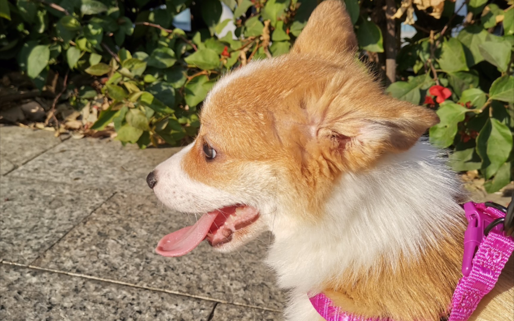 桃心鼻狗狗柯基,重大发现!惊!呆!了!