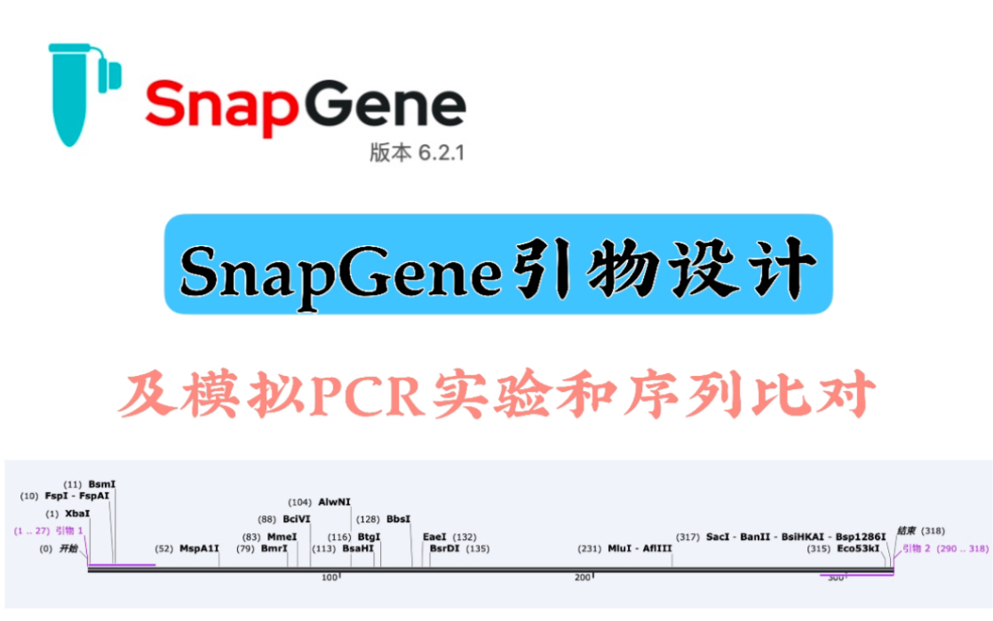 如何用SnapGene设计引物、模拟PCR实验及序列比对哔哩哔哩bilibili