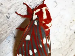 Download Video: 阿兹特克桃角蛾 Citheronia azteca