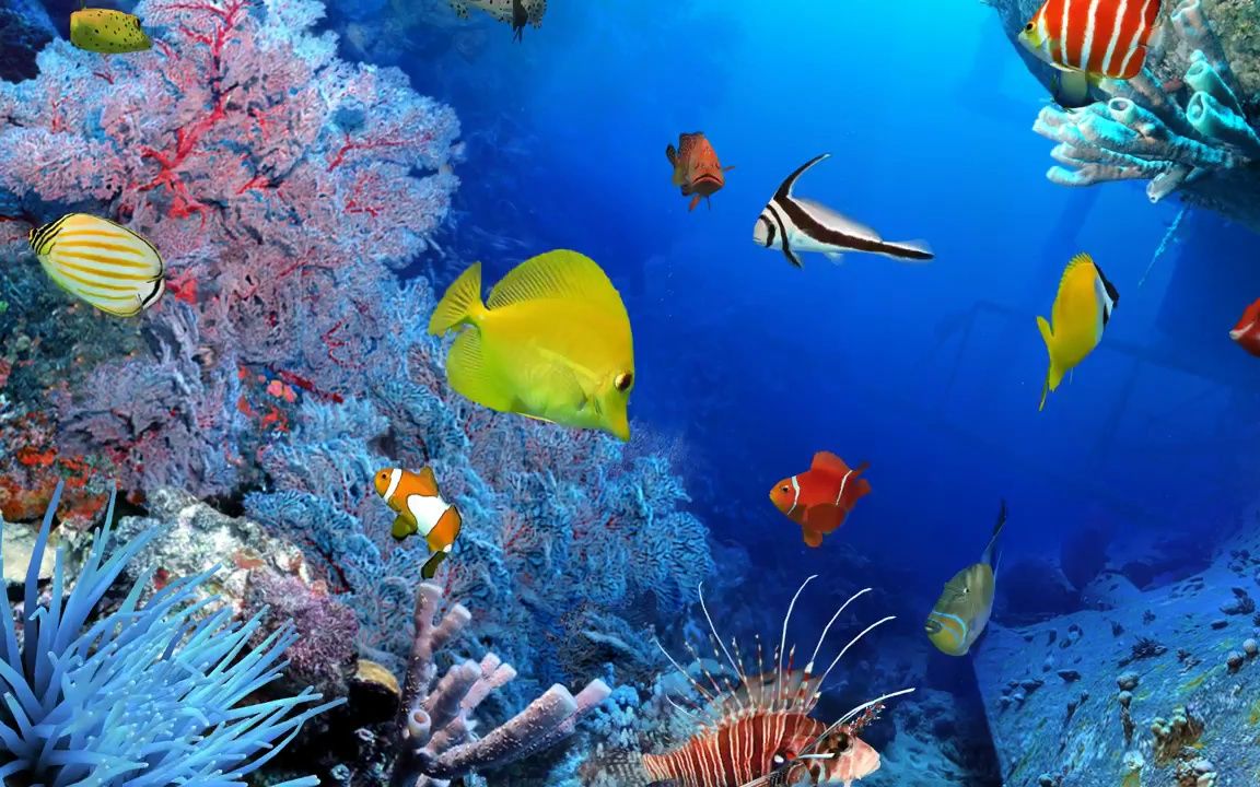2k画质唯美蓝色海底海洋动物世界鱼群珊瑚水草led视频背景酒吧素材大