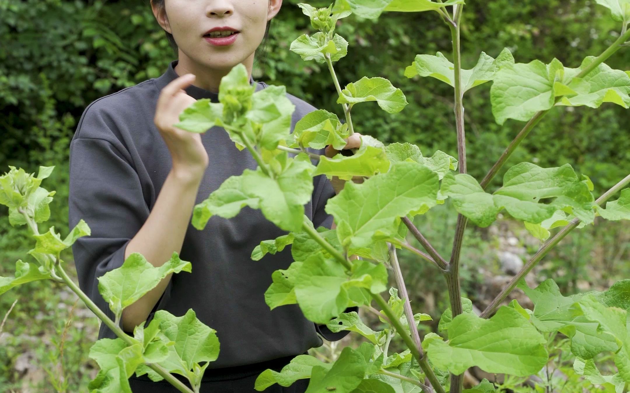 [图]小时候最讨厌的植物之一大力子，原来就是说的就是这个牛蒡，而且营养价值这么高，是我肤浅了哈哈