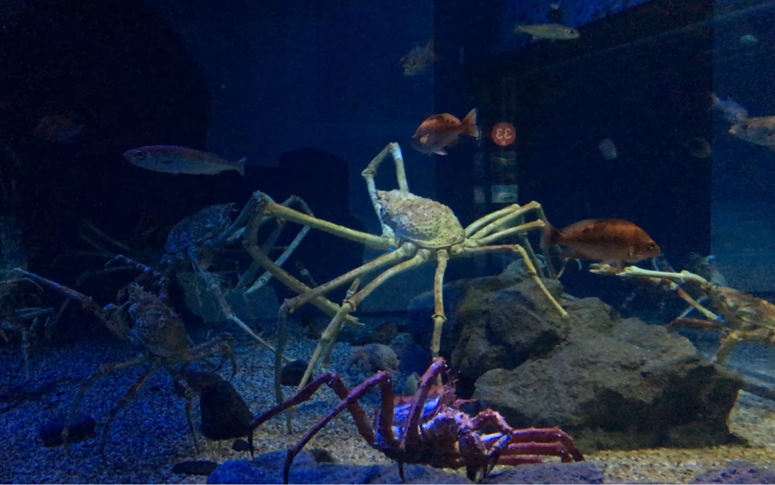 日本蜘蛛蟹和帝王蟹图片