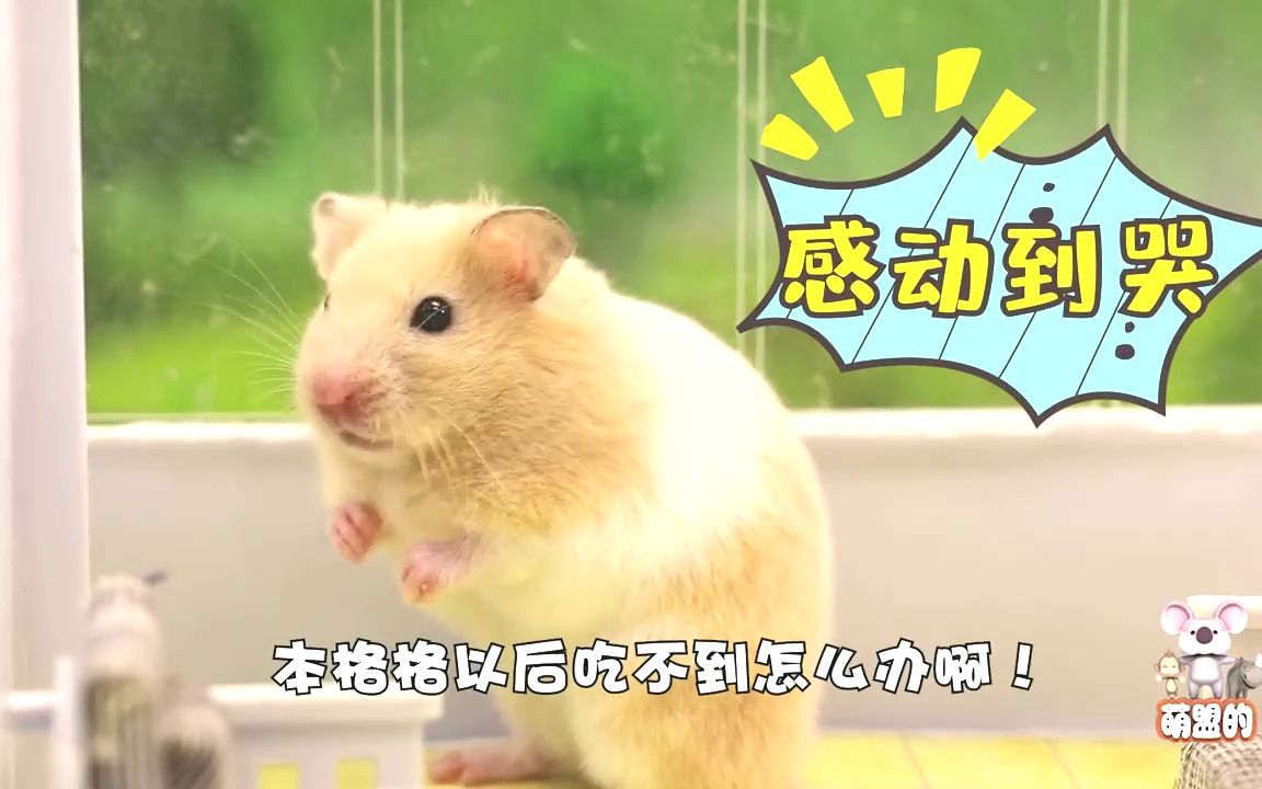 朝格格穿越现代变成仓鼠吃了汉堡后你们都憋住别笑