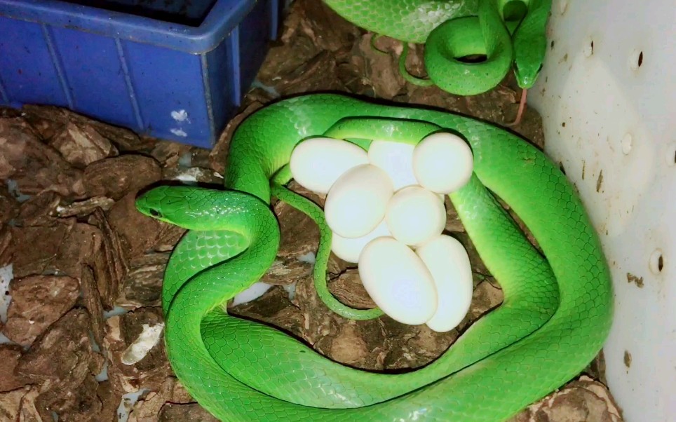 宠物小青蛇人工繁殖欣赏交流_哔哩哔哩 (゜-゜)つロ 干杯~-bilibili