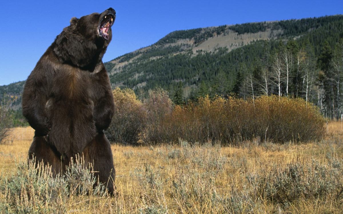 鲸尸旁的棕熊大战【半岛巨熊】