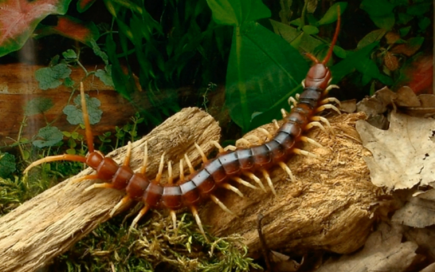 scolopendra gigantea "white legs peru" 秘魯白腳巨人蜈蚣 苗子