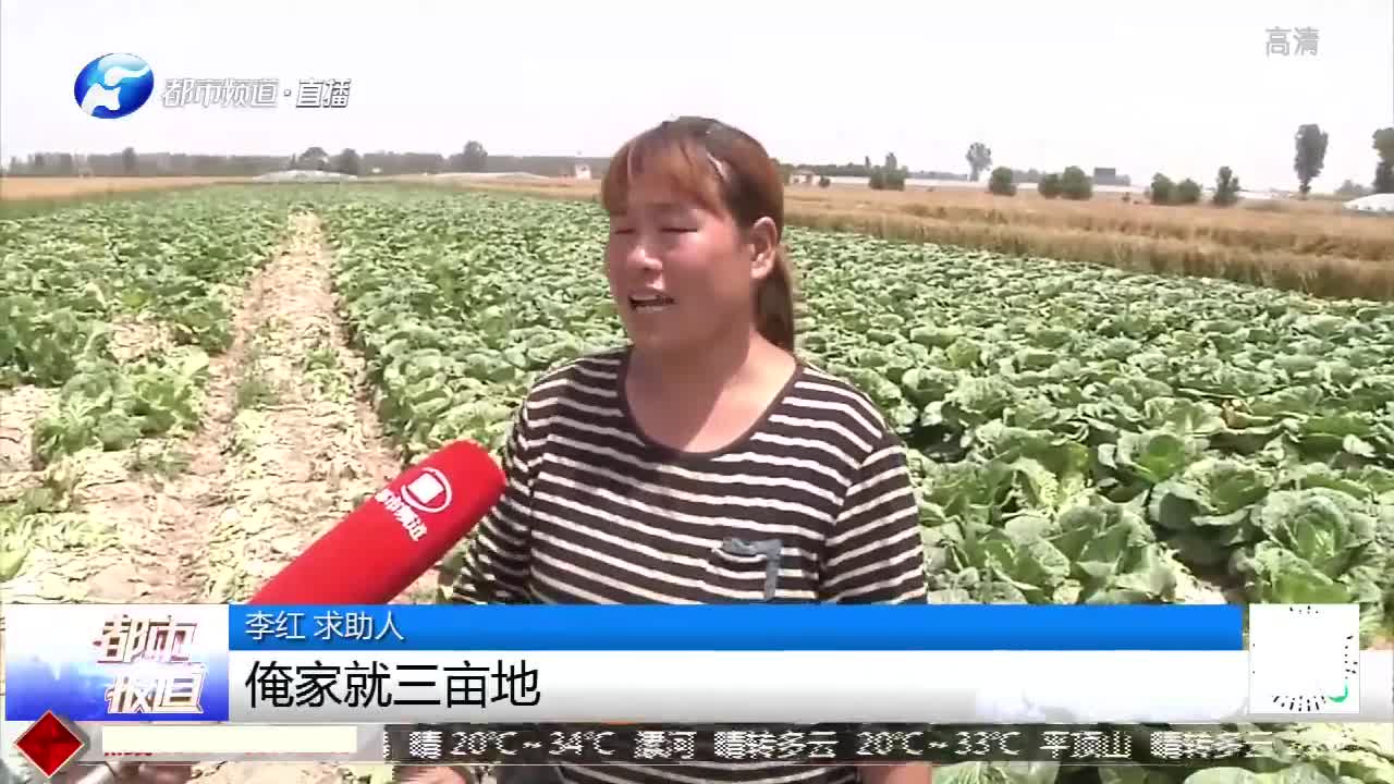 [图]白菜丰收菜农发愁，记者菜地生啃白菜，背后藏着菜农心酸！