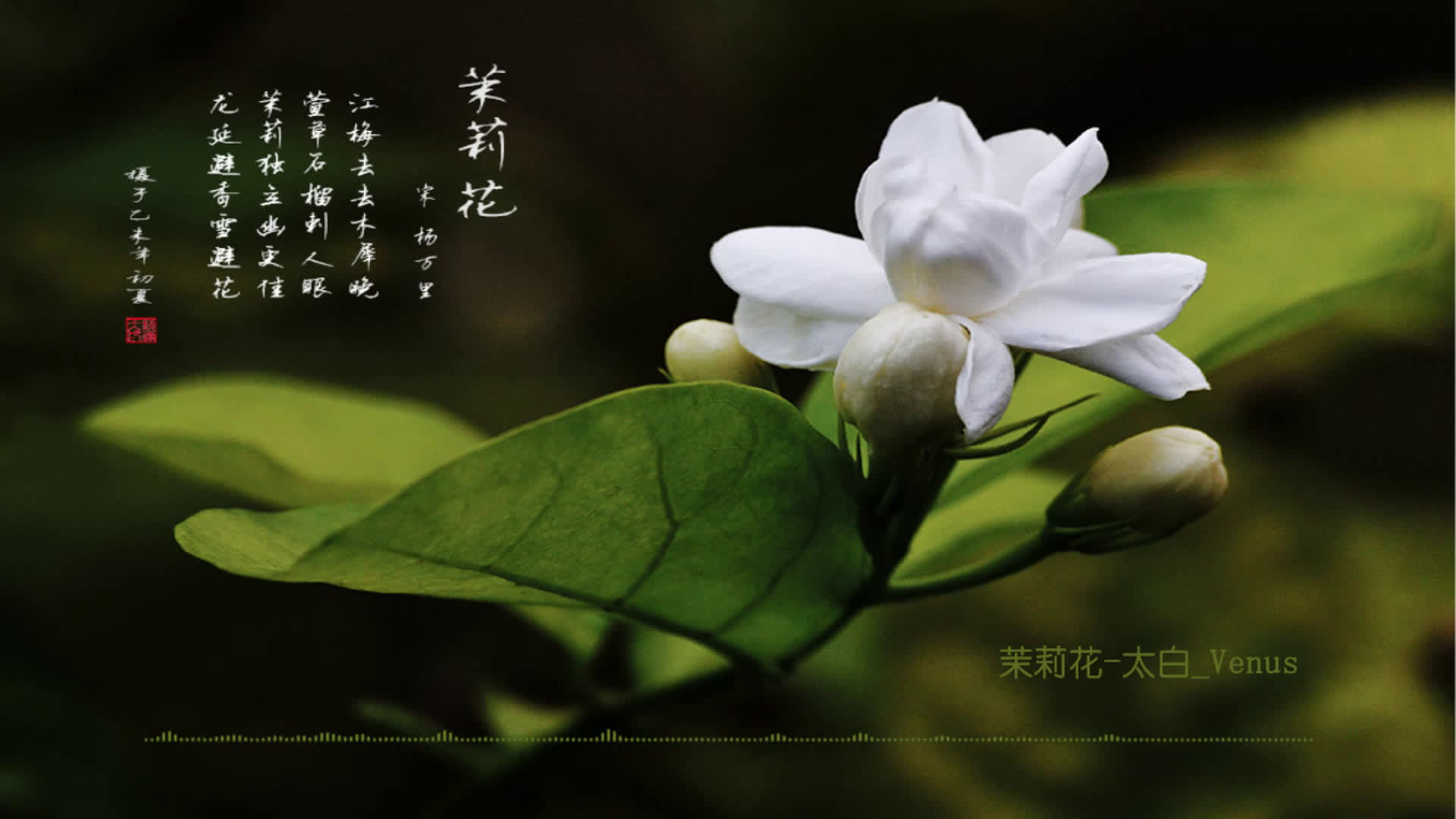 【中国风古典音乐】茉莉花_哔哩哔哩 (゜-゜)つロ 干杯~-bilibili