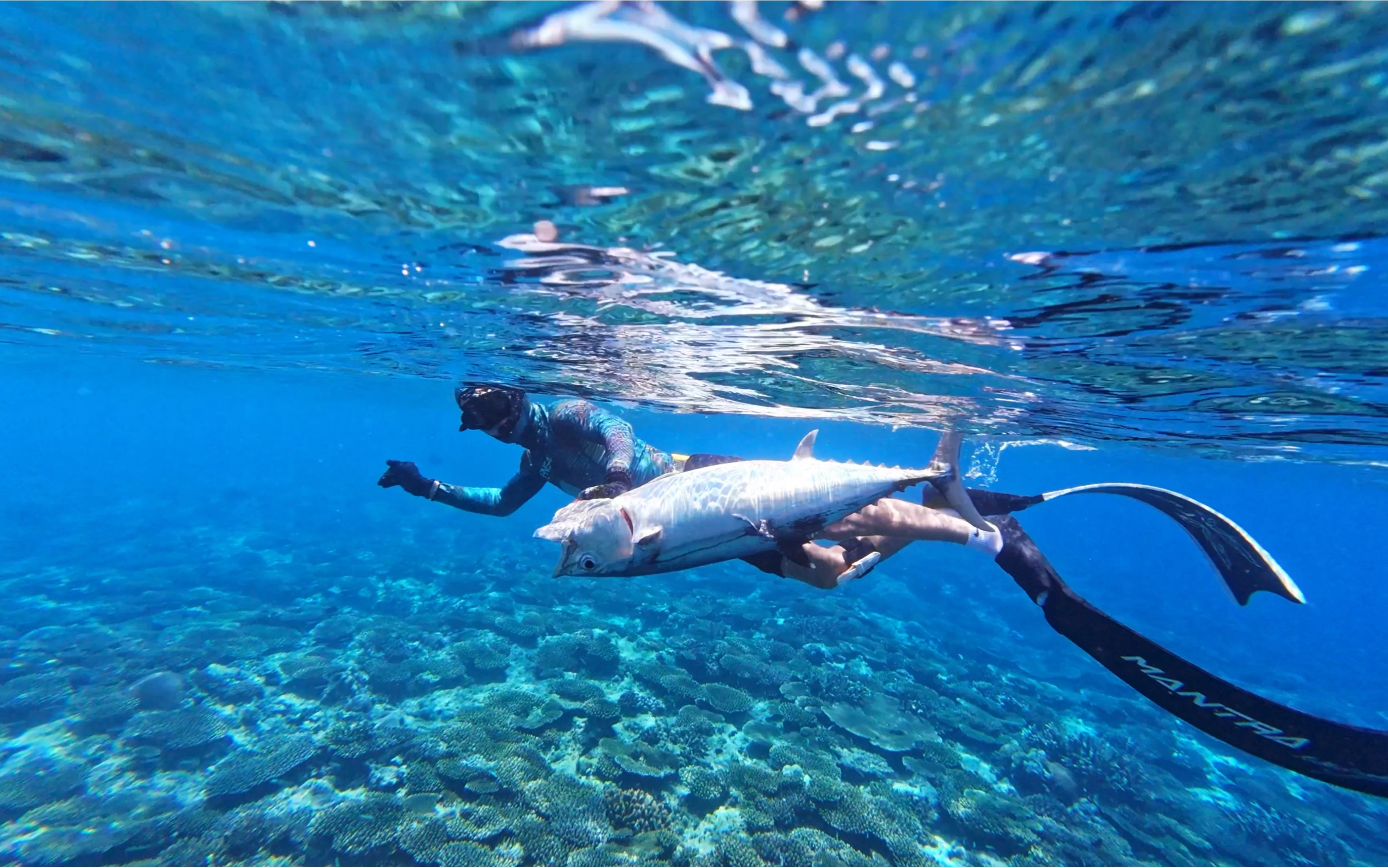 spearfishing自由潜水渔猎.2024年打的第一条大金枪,猜猜有多少斤?