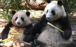 Скачать видео: 今天太感动了！花花被修东西的声音吓到了，迪迪赶紧过来拉着花花的手手安慰姐姐！