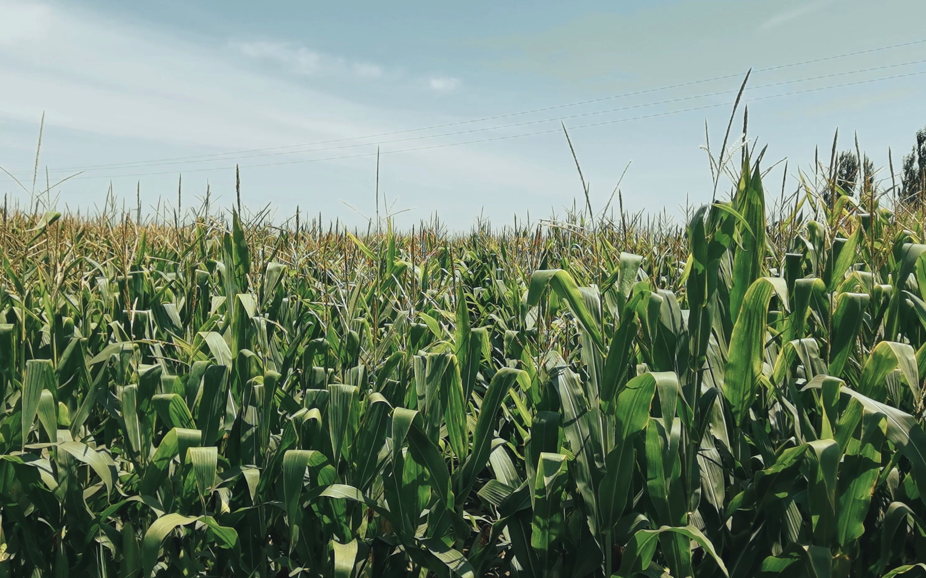 [图]【星际穿越】Cornfield Chase——在自己家的苞米地追逐