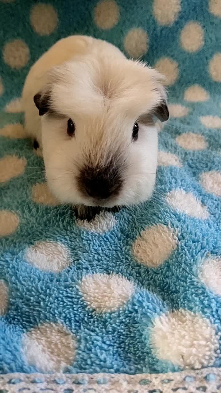 短脸型包子脸加州加利福尼亚冠毛奶黄色荷兰猪大垂耳朵dd,荷兰猪豚鼠1