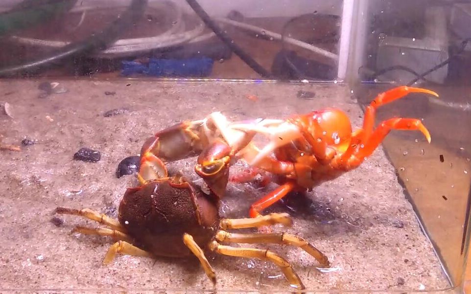 隆背张口蟹vs越南勾手蟹
