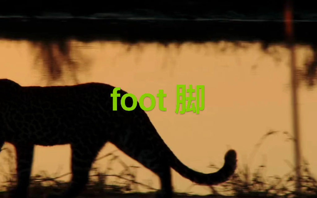 英语说词解foot哔哩哔哩bilibili