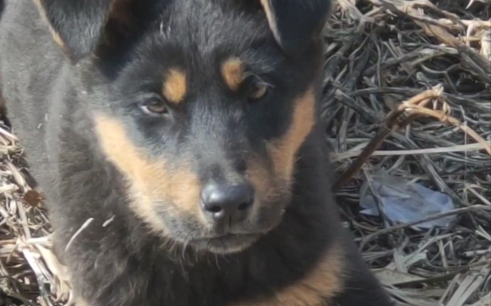 【四眼狗】【中国田园犬】真的狗，只摇尾巴不让我摸_哔哩哔哩_bilibili