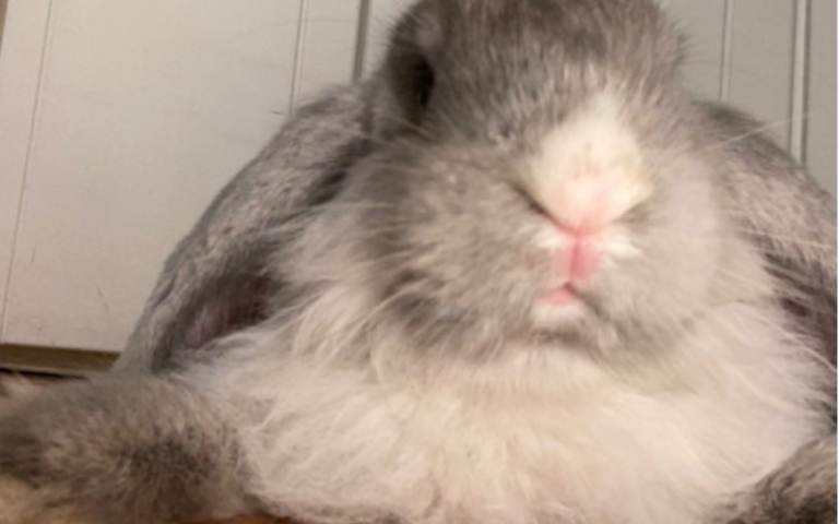 芹菜真的臭兔子开始掉毛了