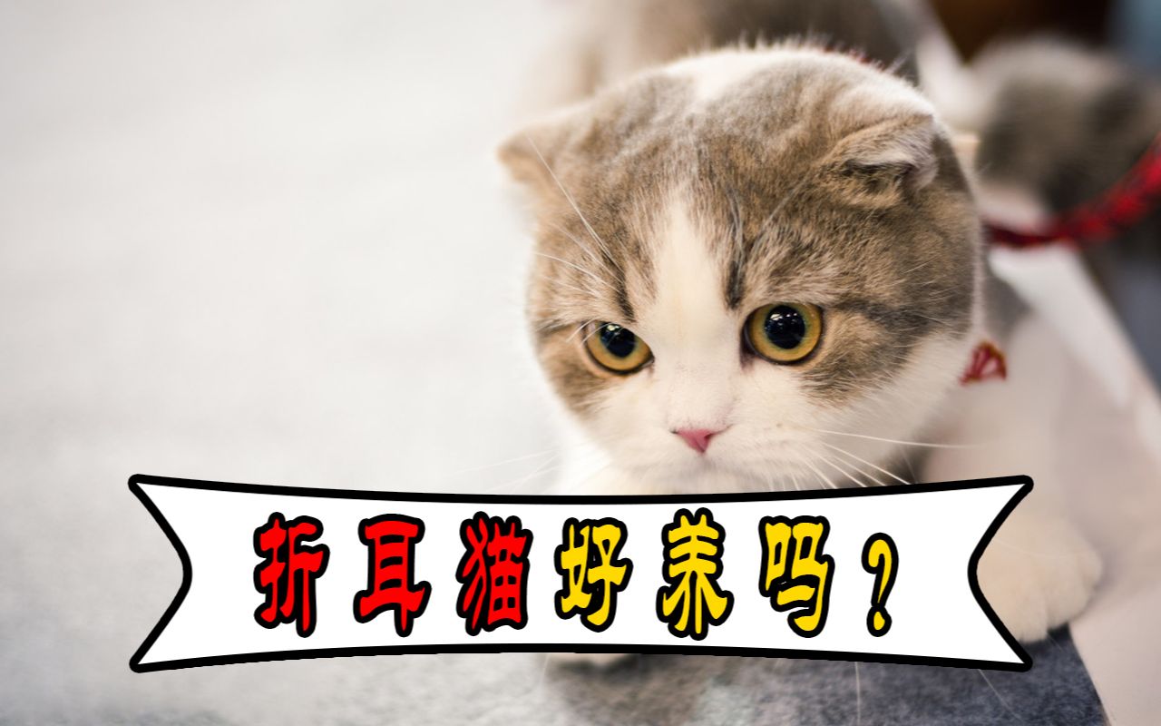 折耳猫好不好养?需要注意些什么?哔哩哔哩bilibili