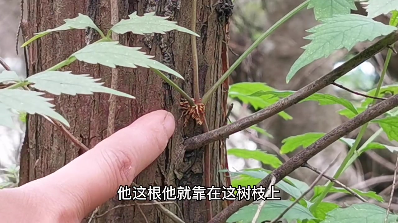 [图]凌霄花种不活不好繁殖？静林教你用大招，让你的凌宵花越长越多！