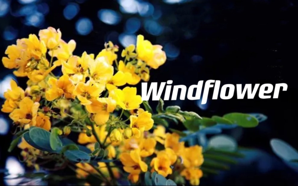 [图]MV_Windflowers