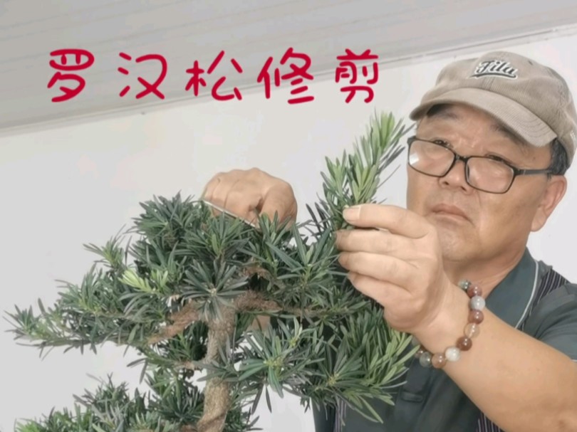 罗汉松修剪