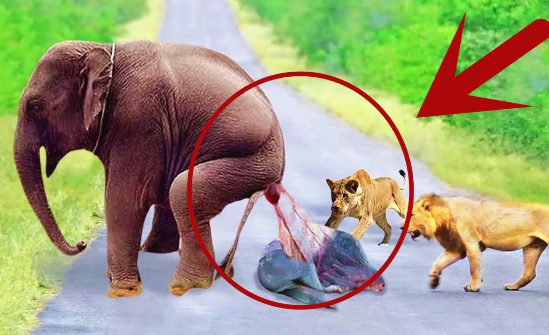 狮群猎杀五吨重大象!残忍地摁在地上啃食,镜头记录残忍画面