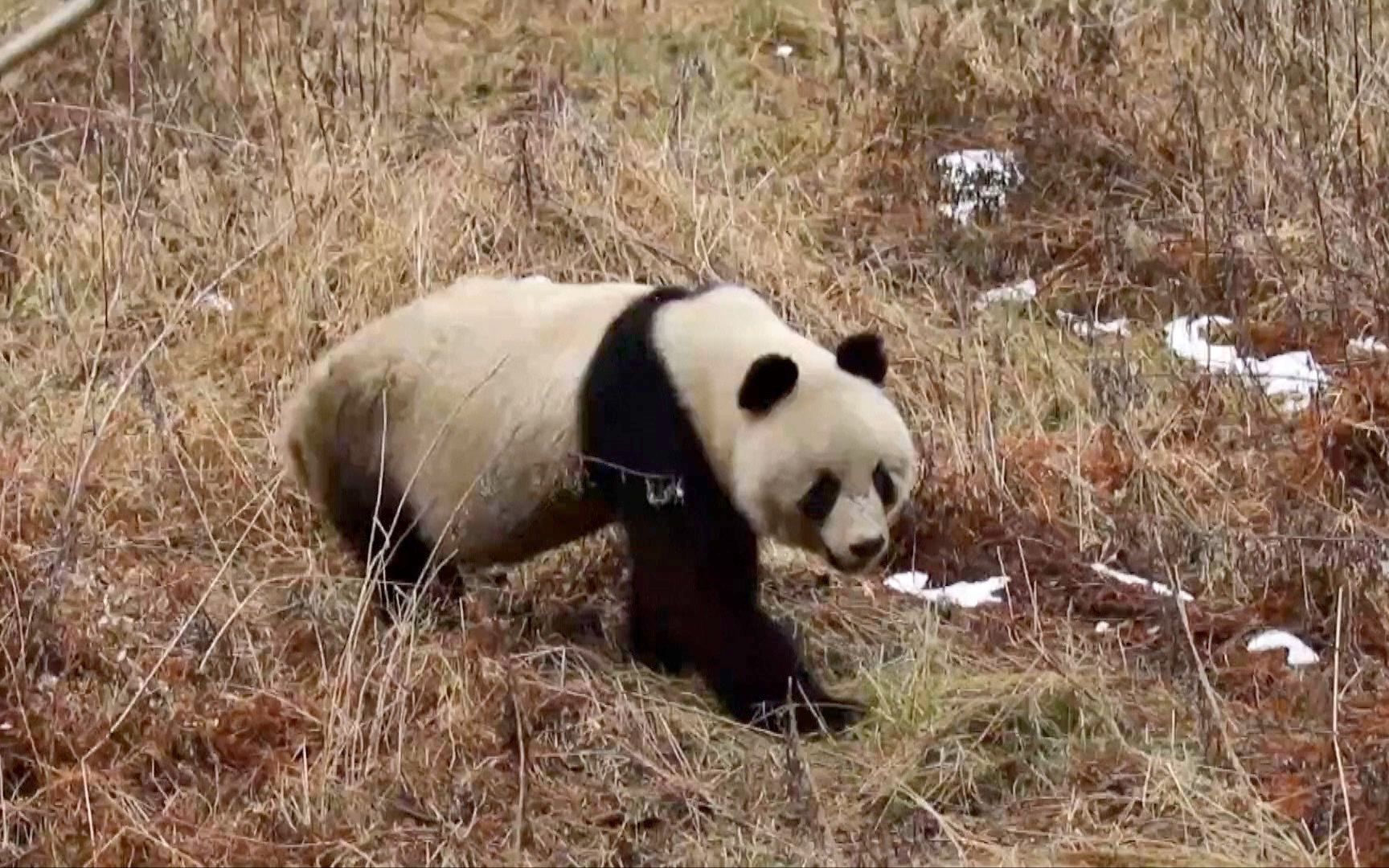 秦嶺野生大熊貓達到345只動物寶庫生態逐年向好資訊英字