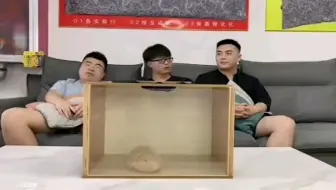 哈哈哈哈哈摸箱猜物：刺猬