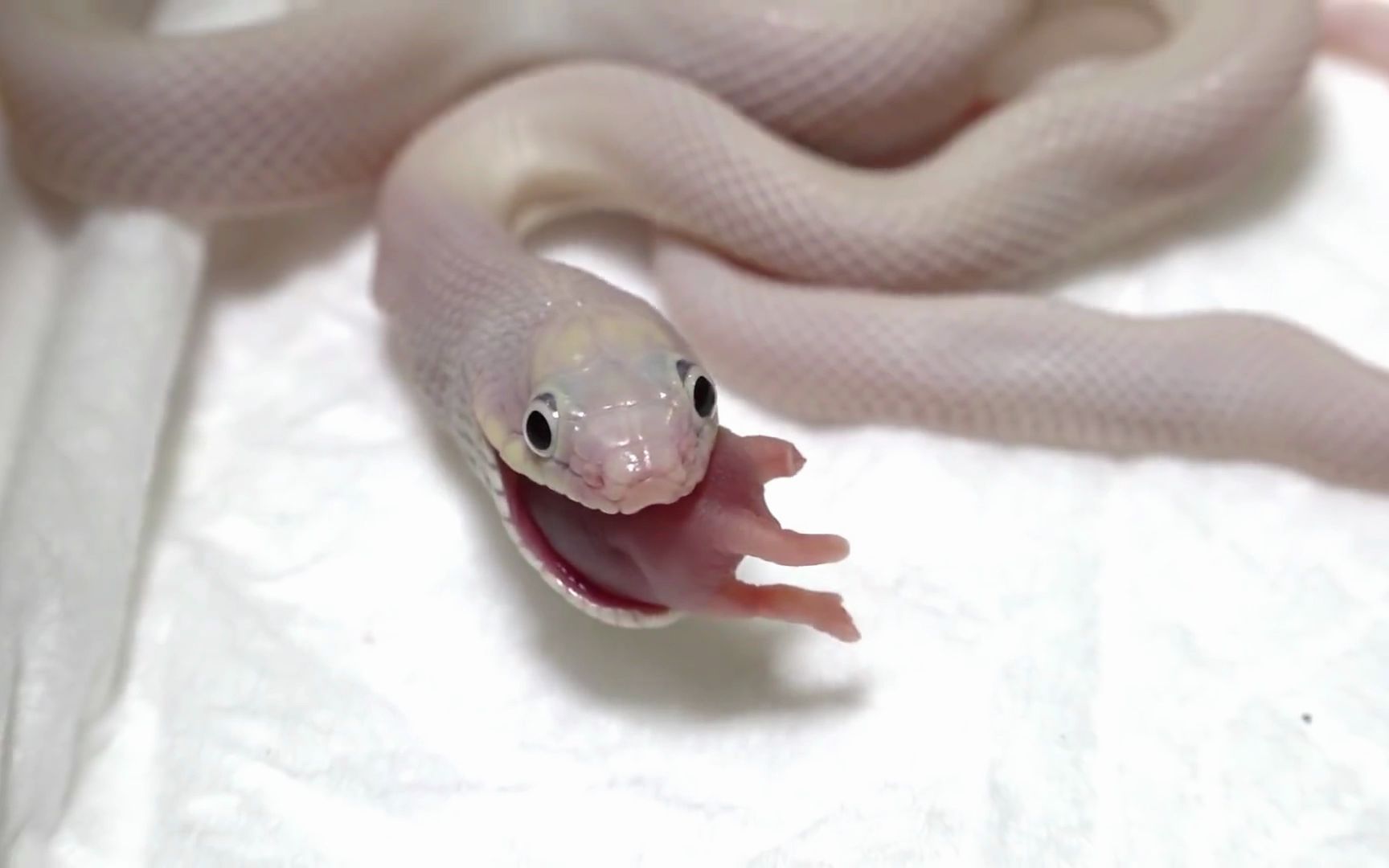 世界上最萌最可爱的蛇图片