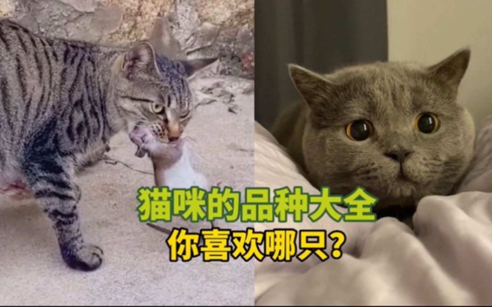 宠物解说:猫咪的品种大全,你喜欢哪只?哔哩哔哩bilibili