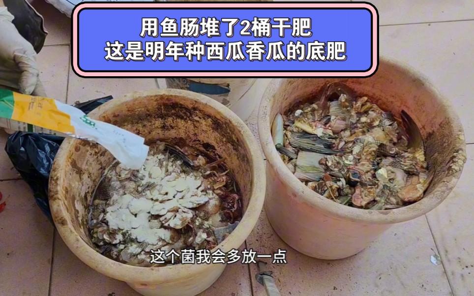 楼顶种菜:用鱼肠堆了2桶干肥,这是明年种西瓜香瓜的底肥哔哩哔哩bilibili