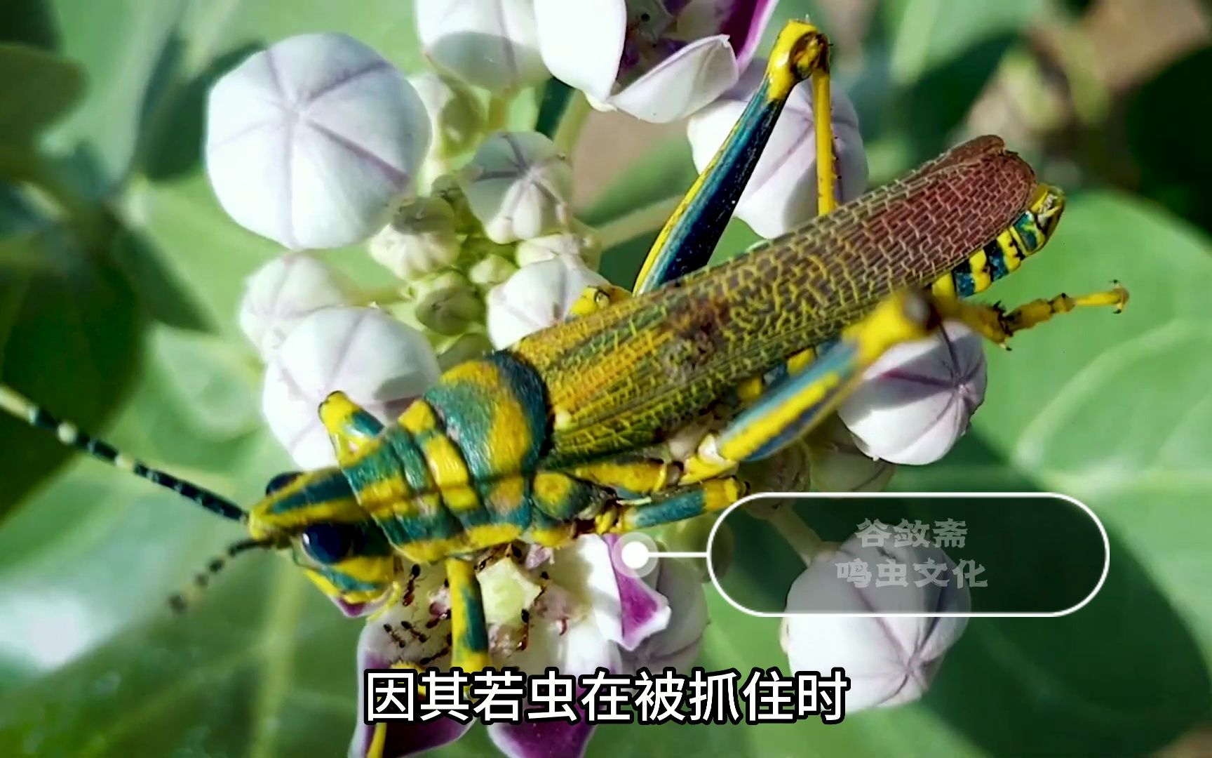 大型彩色蝗虫aak 蝗虫