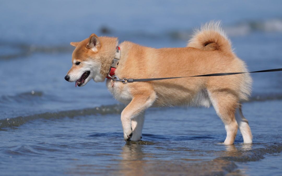 [柴犬maru的日常]去海边散步~踩海水吱呀吱呀超好玩的噗ε=ε=(ノ≧