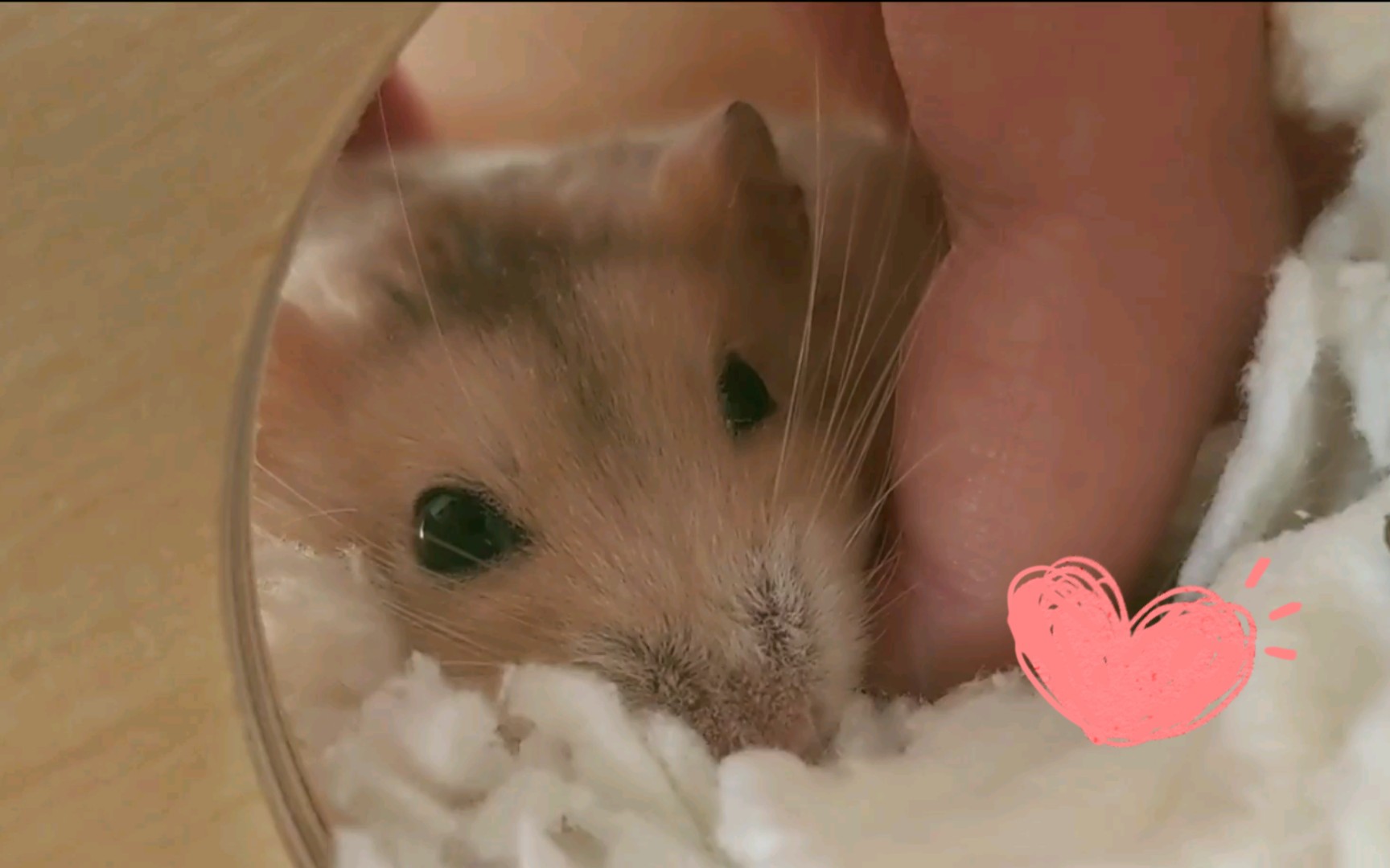 活动  【仓鼠】皮神二胖的罕见躺平任撸时刻