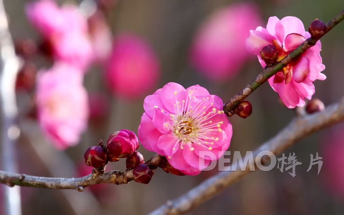 视频素材 ▏h1072 2K高清画质唯美小清新桃花梨花梅花盛开鲜花绽放鸟语花香生机勃勃春暖花开诗歌朗诵配乐节目视频大自然视频素材 舞台背景视频哔哩...